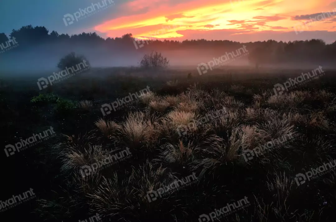 Ethereal Morning Mist Blanketing Grassy Meadow with Vibrant Sunrise Sky
