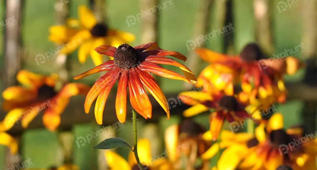 Vibrant Orange and Yellow Coneflower Bloom Radiating Warmth in a Sunny Garden Setting