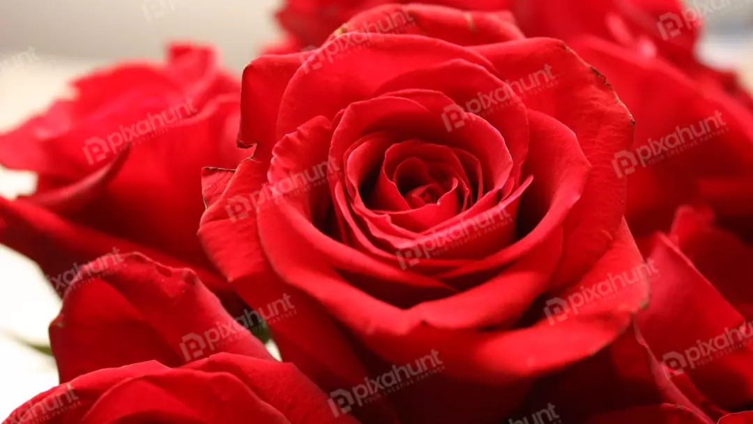 Vibrant Red Rose Blossom Close-up: Symbol of Love and Passion