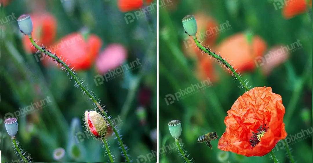 Vibrant Orange Poppy Field: Bee Approaching Blooming Flower with Seed Pods