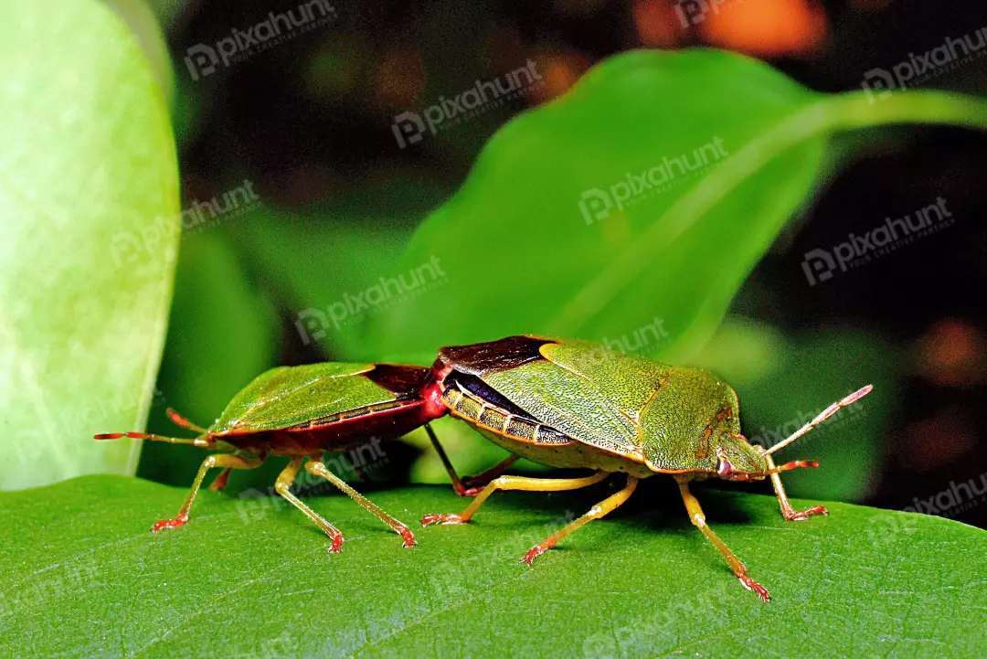 Close-up of Mating Green Shield Bugs on a Vibrant Leaf in Natural Habitat