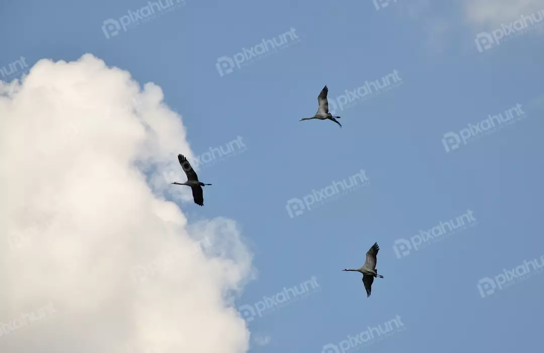 Graceful Common Cranes Soaring High in a Serene Blue Sky with Clouds