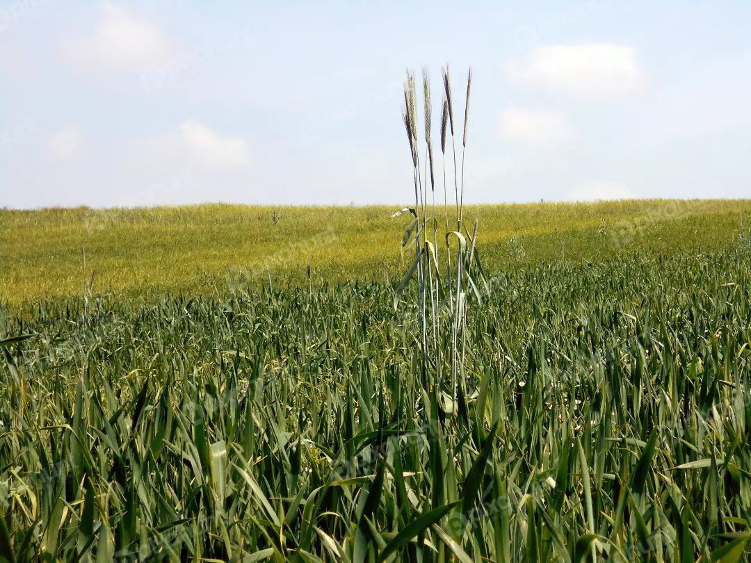Lush Green Crop Field Under a Bright Blue Sky on a Sunny Day