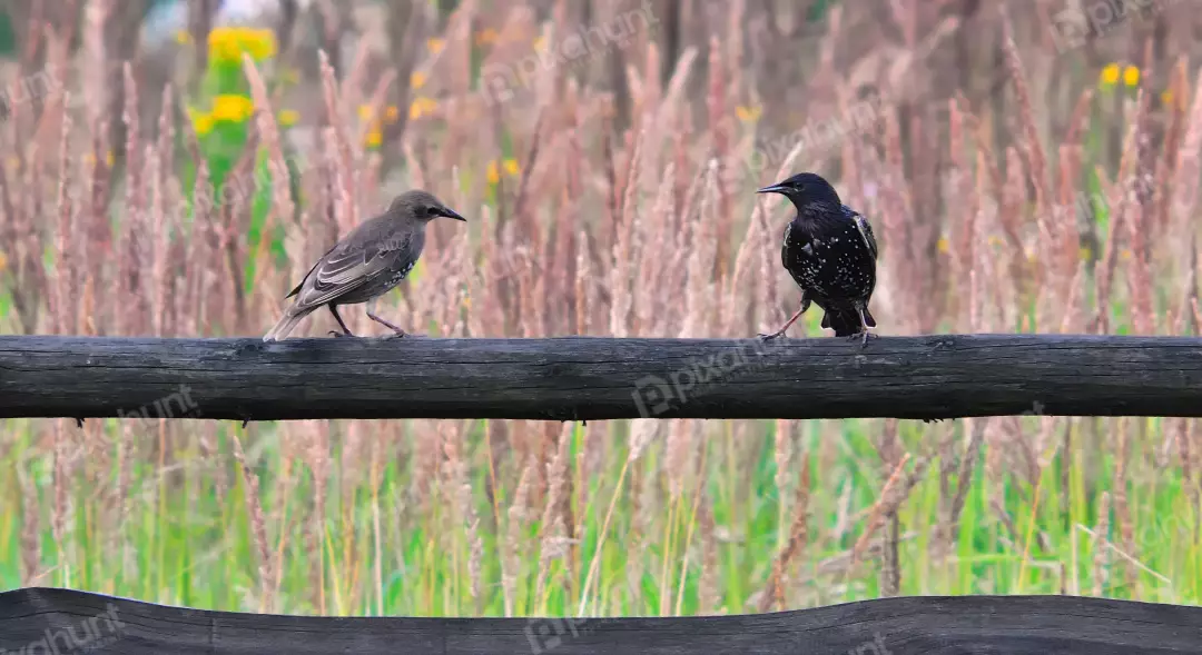Adult and Juvenile Starlings Perched on Rustic Wooden Fence in Golden Field
