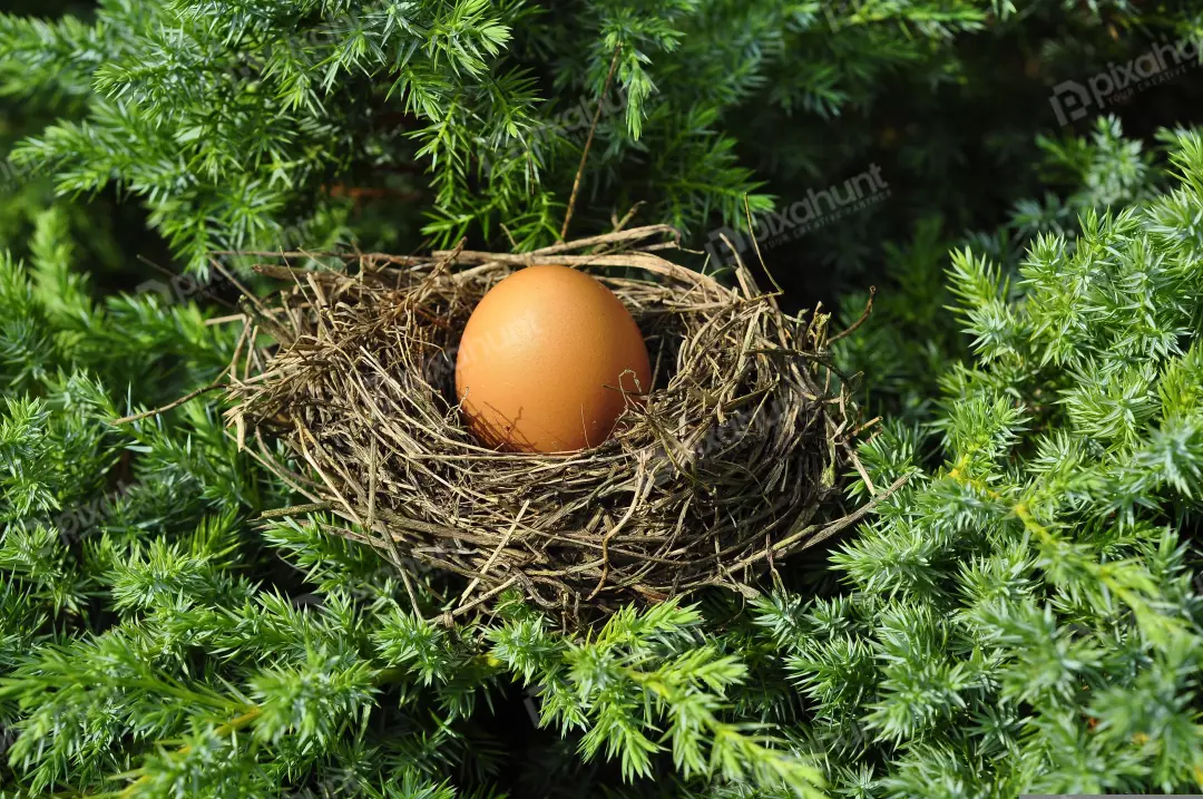 Single Brown Egg Nestled in Delicate Bird's Nest Among Vibrant Green Foliage