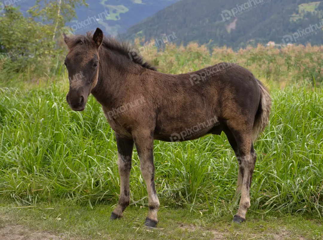 Adorable Brown Foal in Green Pasture with Mountain Background
