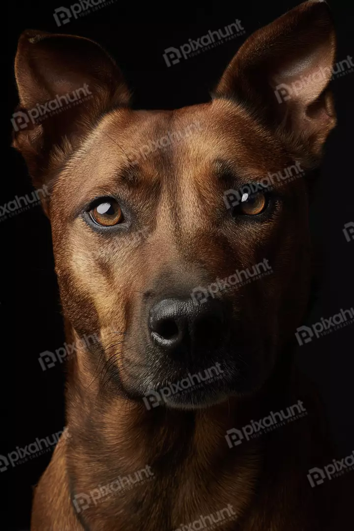 Free Premium Stock Photos Powerful Gaze of a Reddish-Brown Dog Portrait on a Dark Background