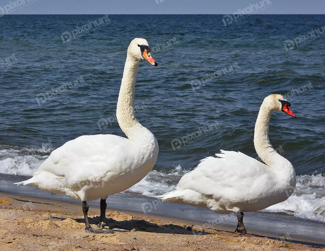 Graceful Pair of White Swans Standing on a Golden Sandy Beach by the Blue Ocean
