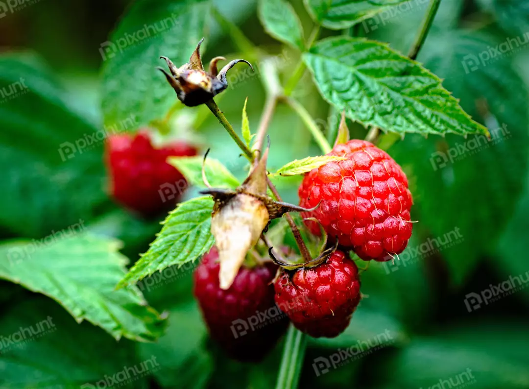 Close-up of Fresh Ripe Red Raspberries on a Green Vine in a Natural Garden