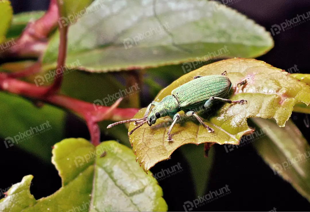 Vibrant Green Weevil Beetle Resting on a Damaged Leaf in Nature Close-up
