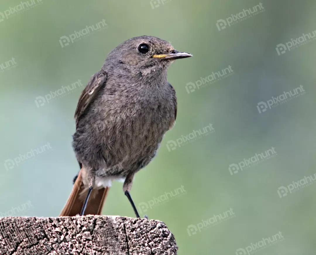 Juvenile Black Redstart Perched on Weathered Wooden Post in Serene Nature