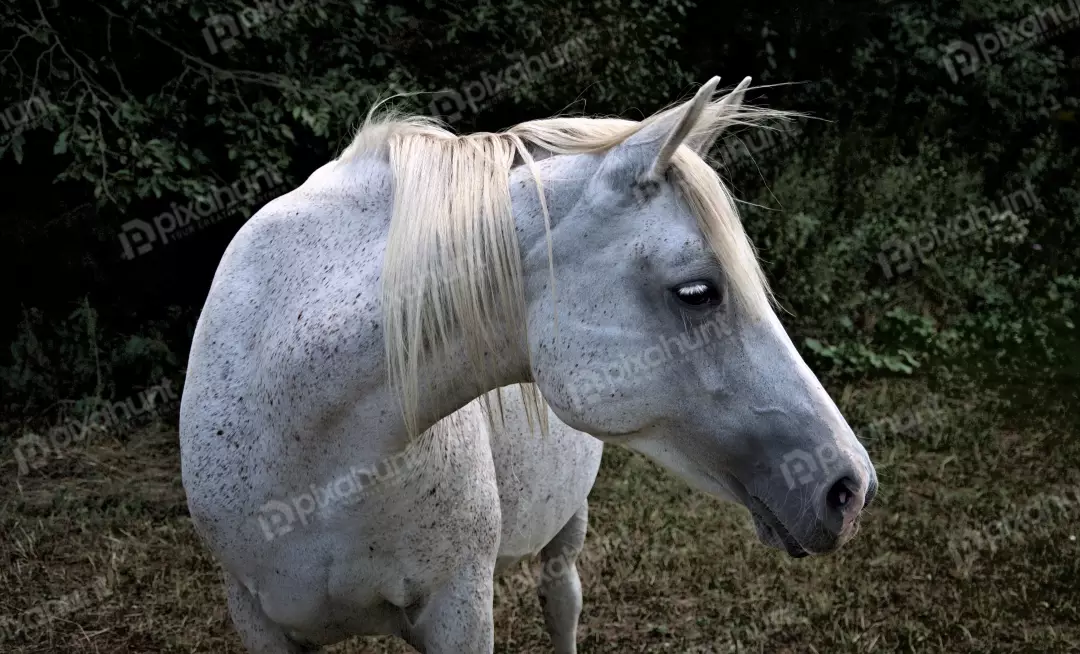 Majestic Fleabitten Grey Horse with White Mane in Green Pasture