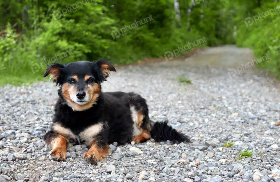Loyal Mixed Breed Dog Resting on Forest Gravel Path Looking at Camera