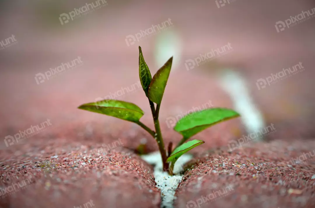 Resilient Green Seedling Emerging from Concrete Crack, Symbolizing Growth