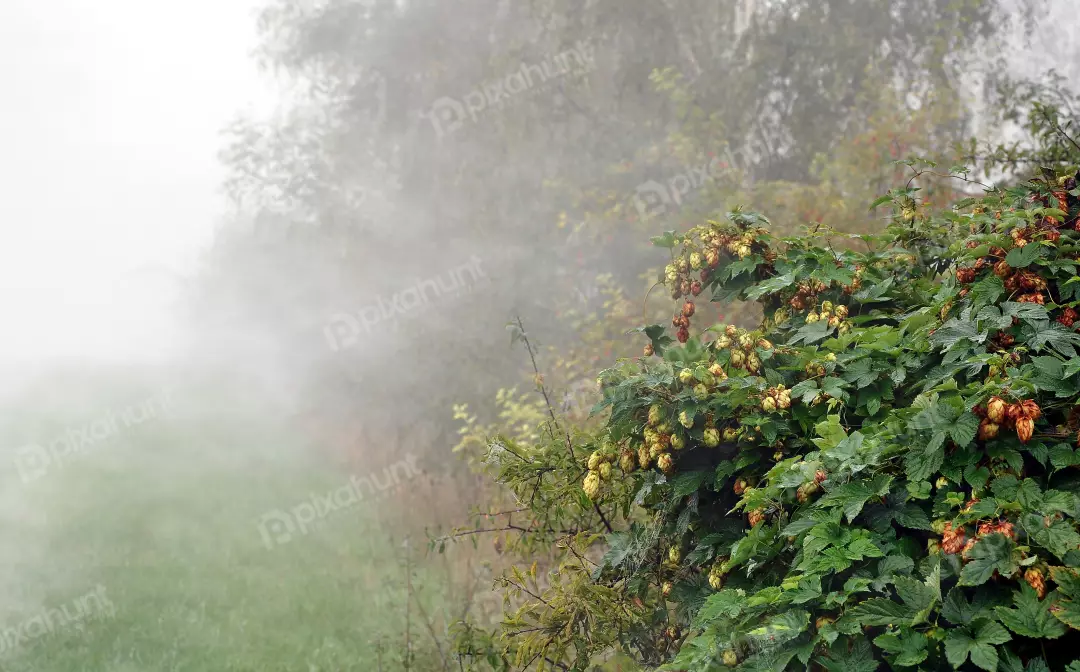 Hop Plants in Misty Morning Fog with Dew Drops