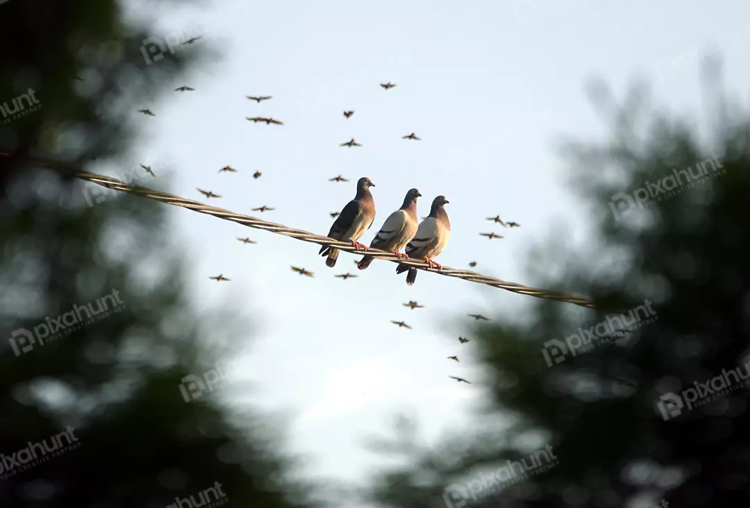 Pigeons Perching on a Power Line Against a Soft Sky with Birds in Flight