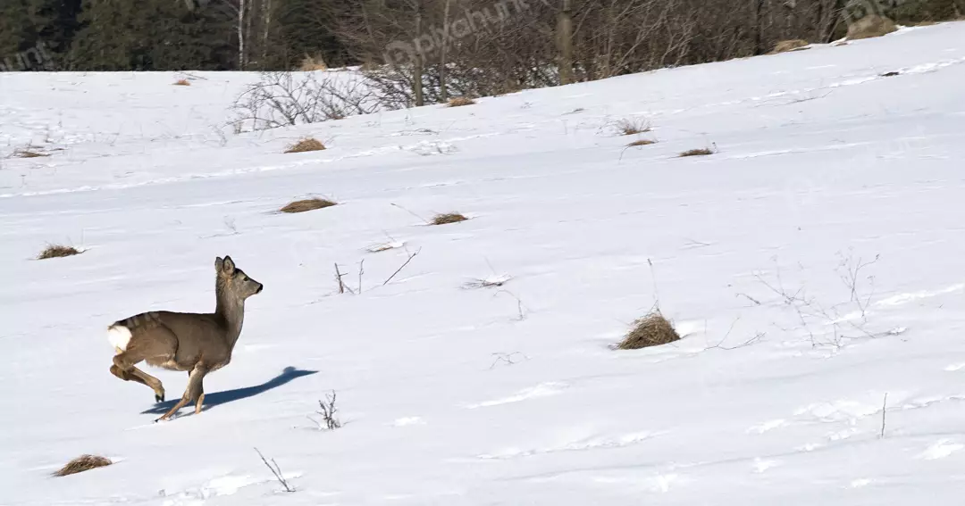 Graceful Roe Deer Leaping Across a Pristine Snowy Winter Field