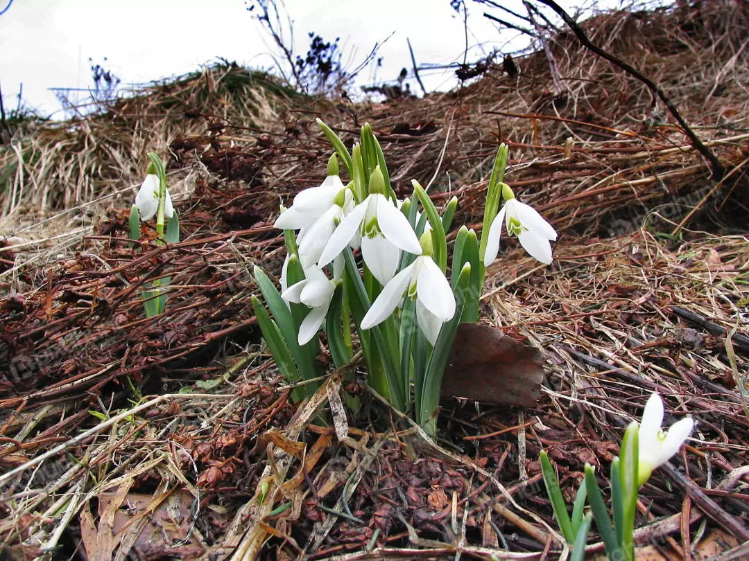 Delicate white snowdrop flowers emerging from dormant nature in early spring