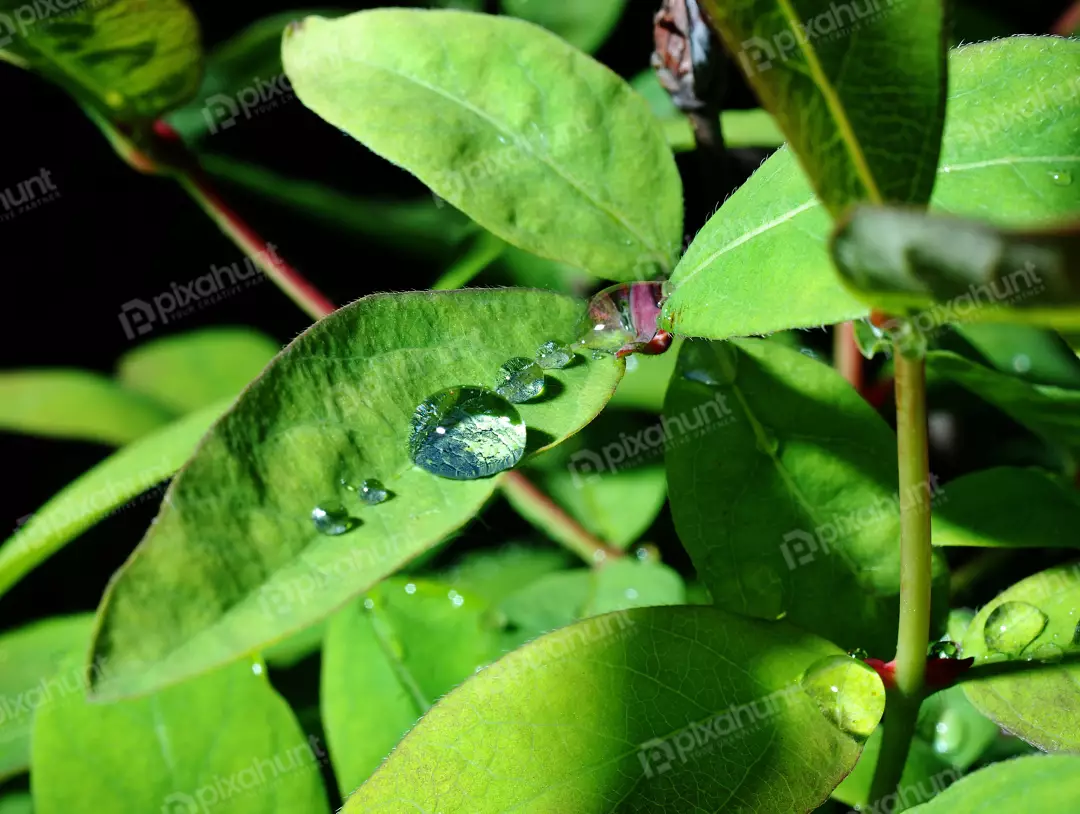 Enchanting Macro View of Fresh Green Foliage with Sparkling Raindrops and Detailed Reflections