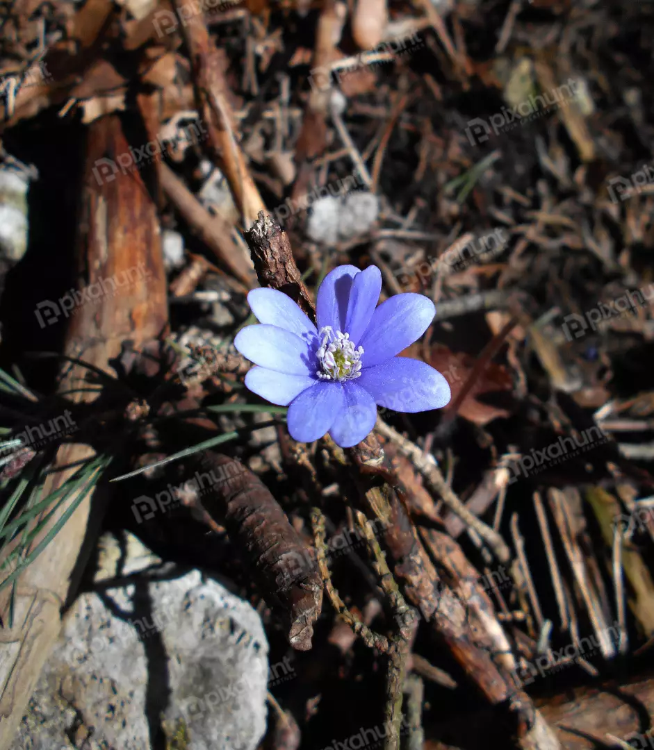 Delicate Purple-Blue Hepatica Wildflower Blooms on a Spring Forest Floor