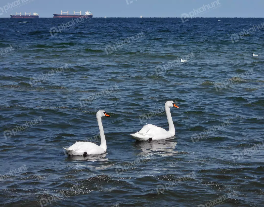 Two graceful white swans swimming in wavy blue sea with cargo ships on horizon