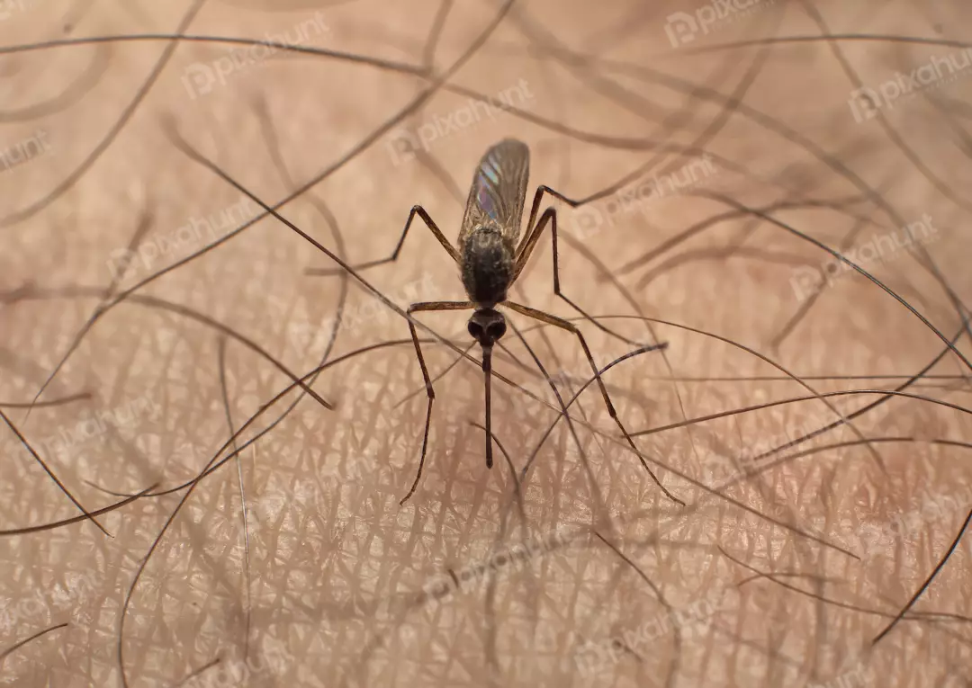 Macro View of Mosquito on Human Skin, Insect Parasite Macro Photography