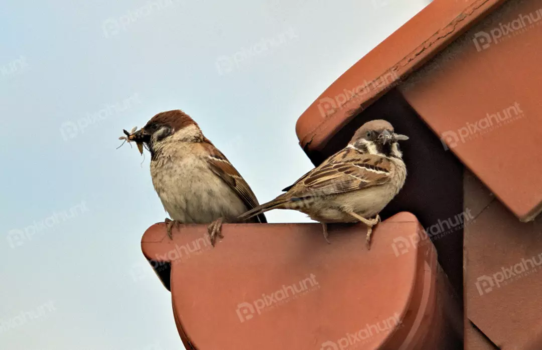 Wildlife Moment: House Sparrow Feeding Insect to Another on Terracotta Roof Gutter