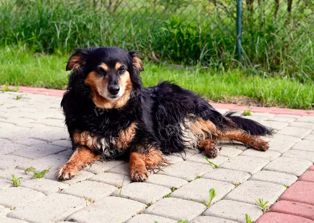 Relaxed Black and Tan Dog Resting on Garden Paving Stones