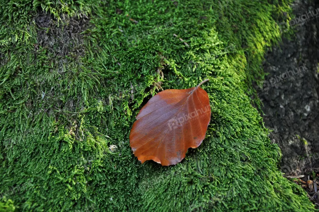 Fallen Brown Autumn Leaf Resting on Lush Green Forest Moss
