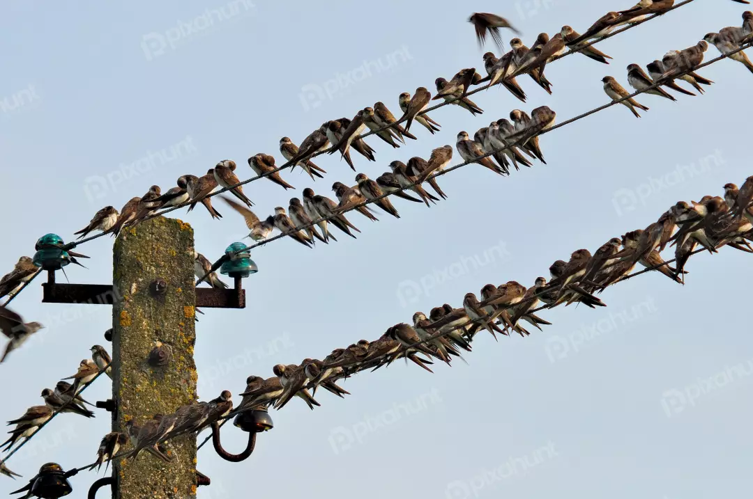 Numerous Swallows Perched on Utility Power Lines Against a Clear Blue Sky