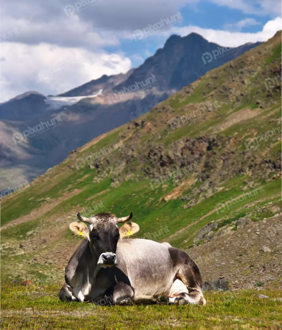 Peaceful Brown Mountain Cow Resting in Lush Alpine Pasture with Scenic Backdrop