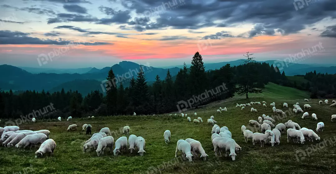 Grazing Sheep on Green Mountain Pasture at Sunset with Dramatic Sky