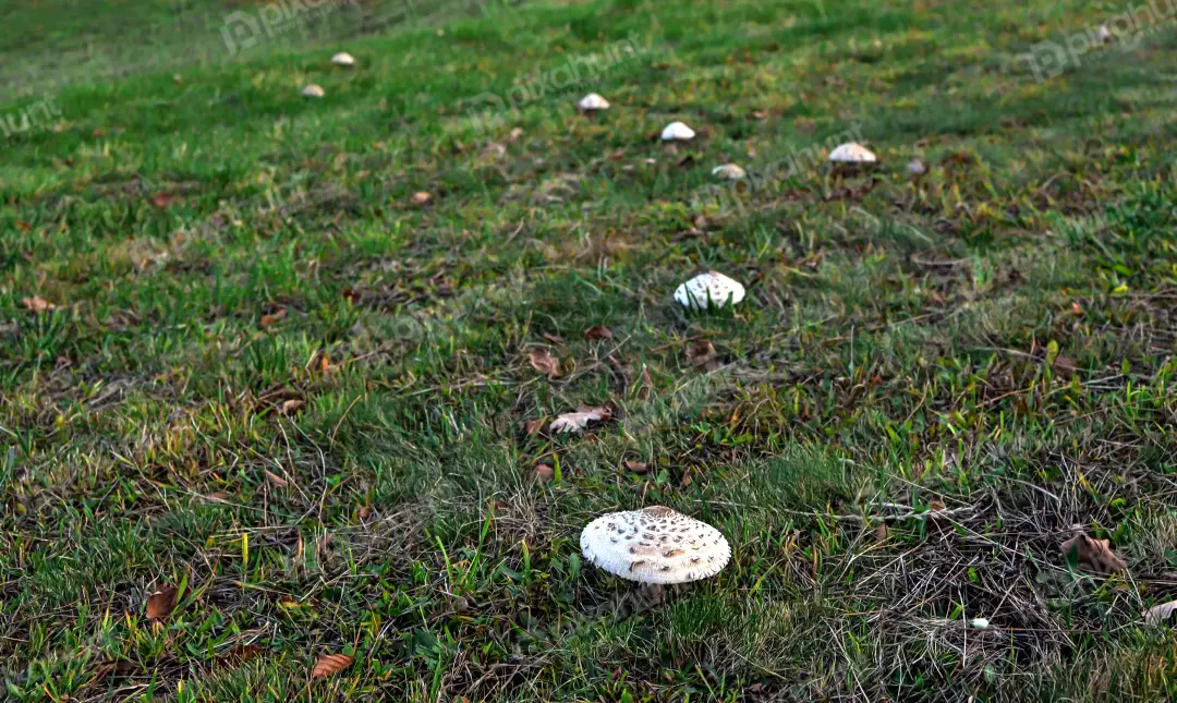 Wild Mushrooms Flourishing in Lush Green Meadow with Autumn Leaves