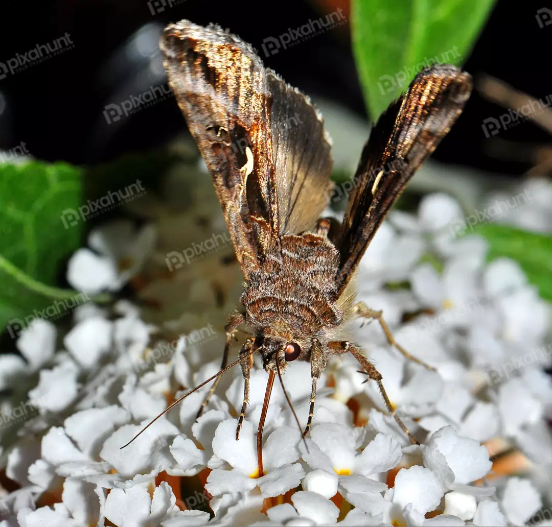 Detailed Macro Photography of a Brown Moth with Patterned Wings on White Flowers
