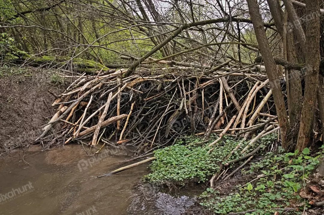 Natural Beaver Dam of Sticks and Branches in a Muddy Forest Stream Habitat