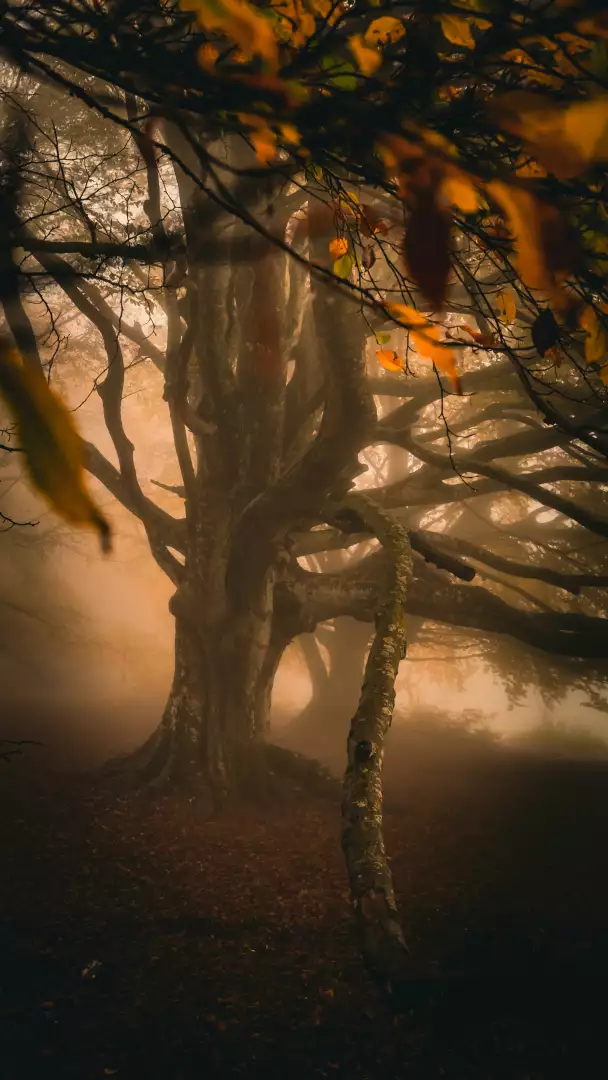 Free Premium Stock Photos Misty Autumn Forest with Ancient Twisted Trees and Falling Leaves