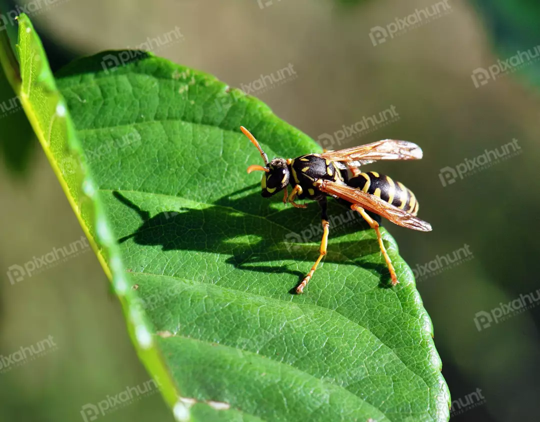 Macro Close-up of a Striped Yellowjacket Wasp Resting on a Textured Green Leaf in Sunlight