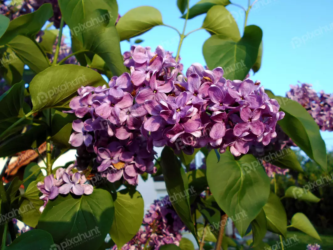 Vibrant Purple Lilac Blossoms and Lush Green Leaves Against a Clear Blue Sky