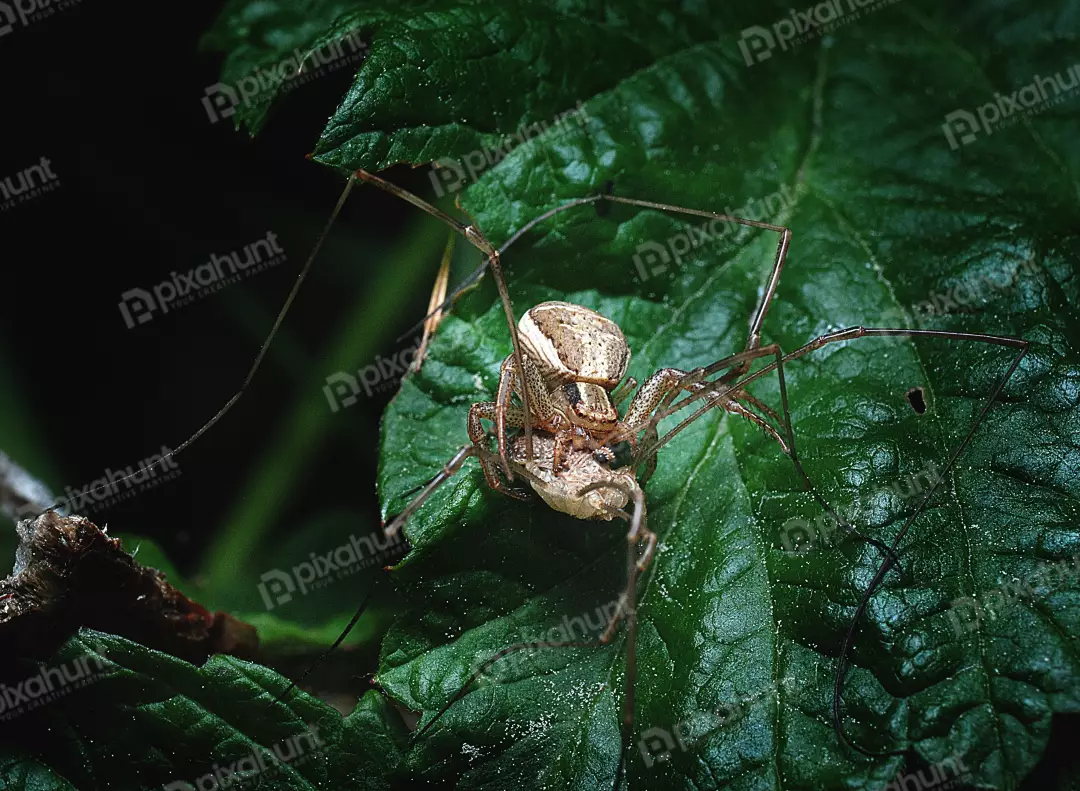 Macro view of daddy longlegs arachnid carrying egg sac on vibrant green leaf