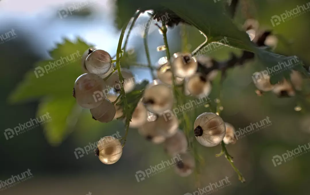 Sun-Kissed Translucent White Currants on Branch Macro Photography