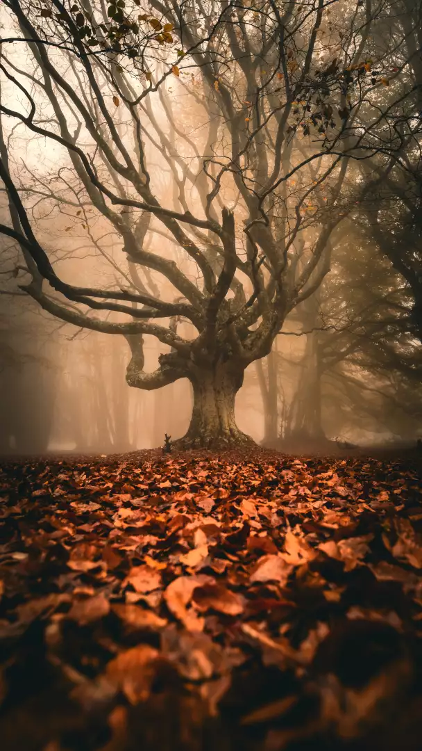 Free Premium Stock Photos Mystical Ancient Tree in Foggy Forest Covered in Autumn Leaves