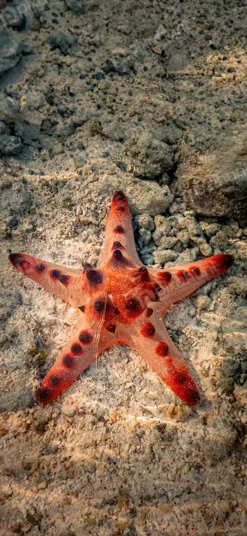 Vibrant Red Sea Star Resting on Shallow Sandy Seabed in Clear Tropical Water