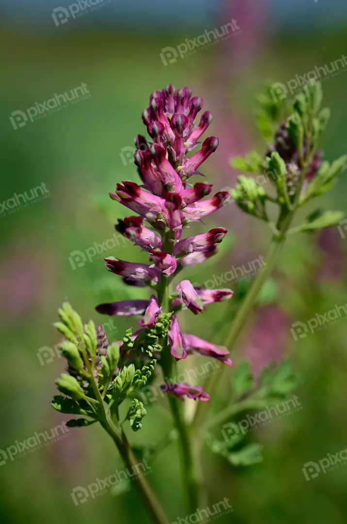 Spiky Pink-Purple Fumitory Wildflower Against a Green Blurred Background