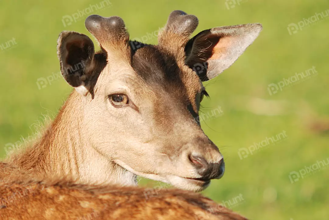 Close-up Portrait of a Young Deer with Velvety Antlers in a Vibrant Green Meadow