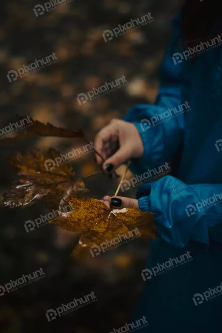 Free Premium Stock Photos Autumn Foliage in Hands Outdoor