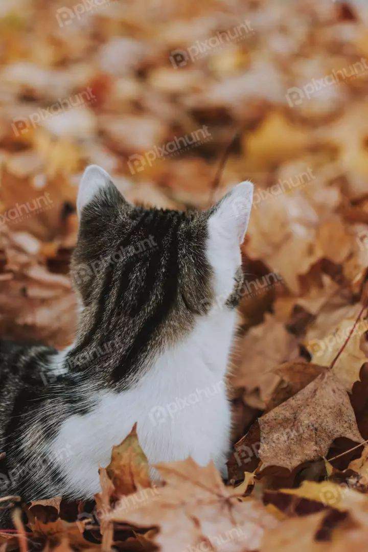 Free Premium Stock Photos Cat is lying on its side in a relaxed position and look back
