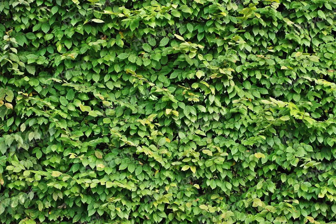 Lush Green Foliage Wall Creating a Vibrant Natural Background and Organic Texture