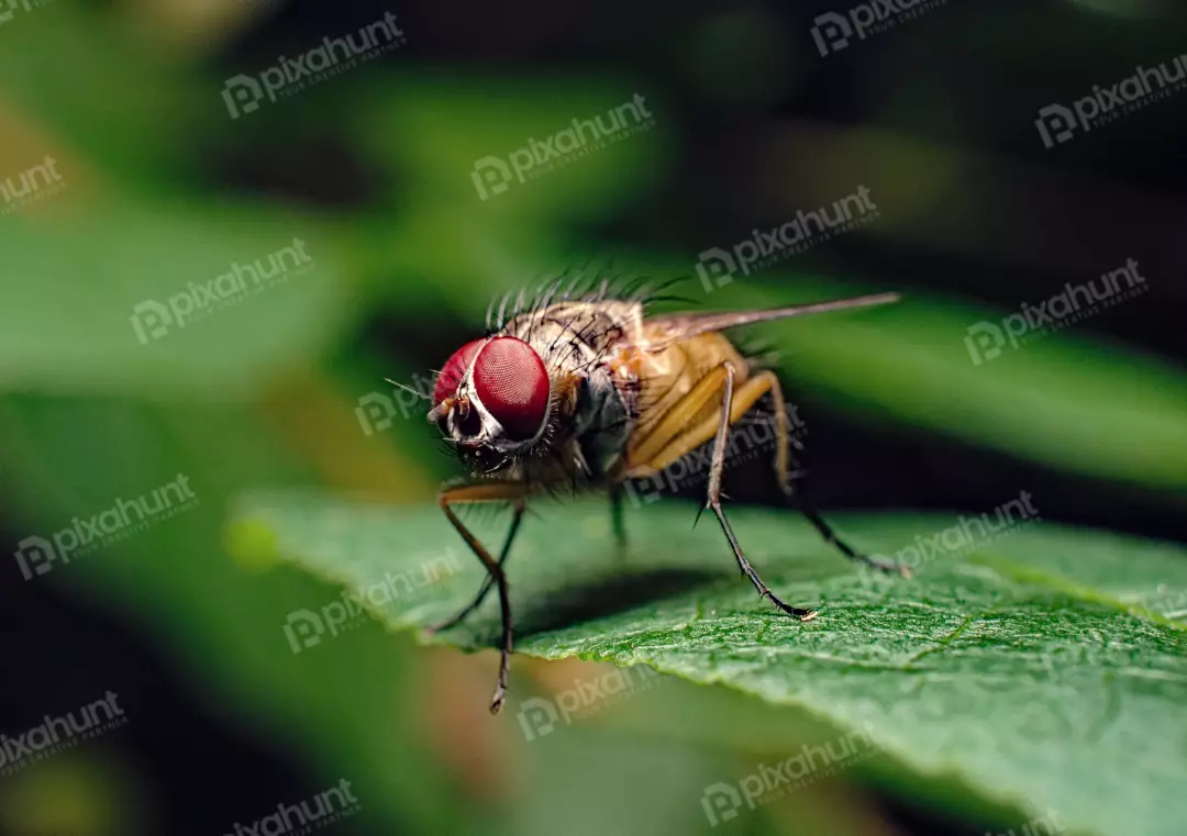 Macro Portrait of a Hairy Fly with Vivid Red Eyes on Green Leaf