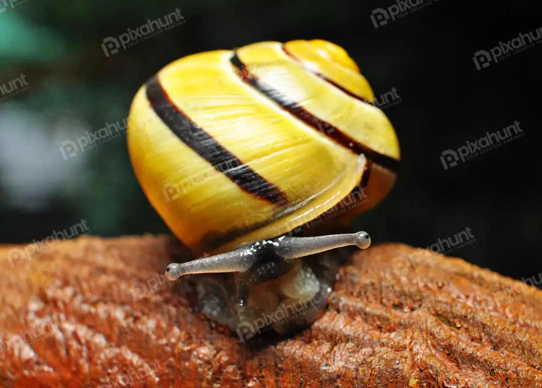 Vibrant Yellow Banded Snail with Extended Eyestalks on Bark
