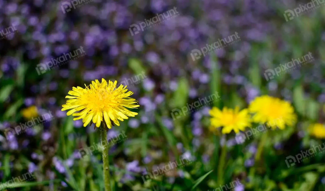 Vibrant Yellow Dandelion Bloom Against Soft Purple Meadow Background